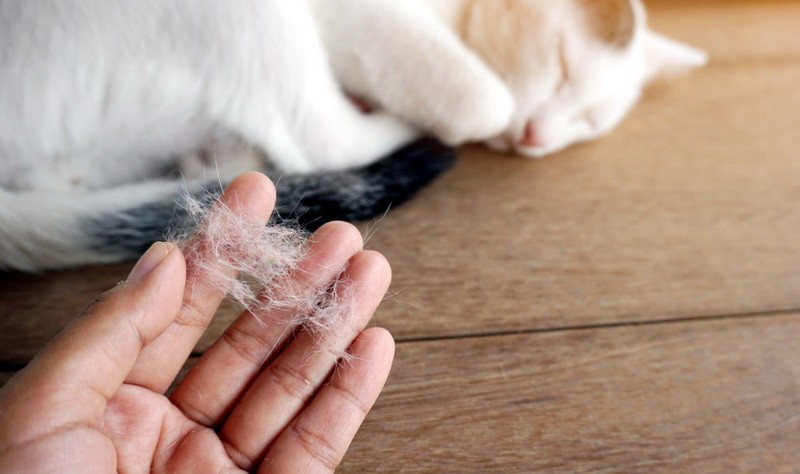 How to Get Cat Hair Out of Carpet  