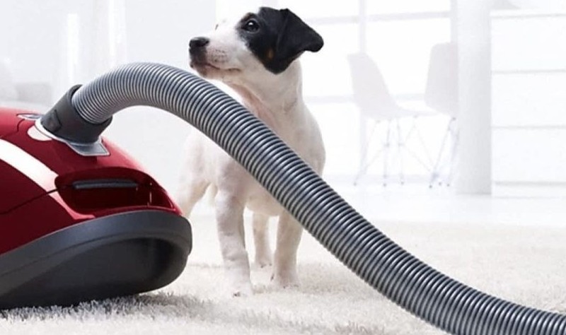 vacuum cleaner on a carpet and a dog at the background