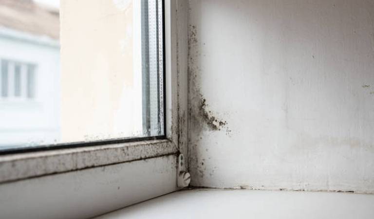 mould is visible on walls near window inside a room