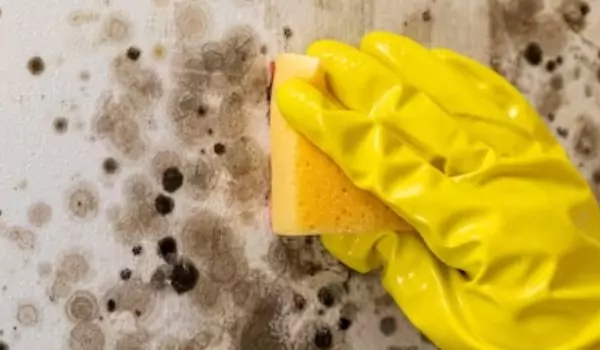 cropped picture of a person cleaning mould